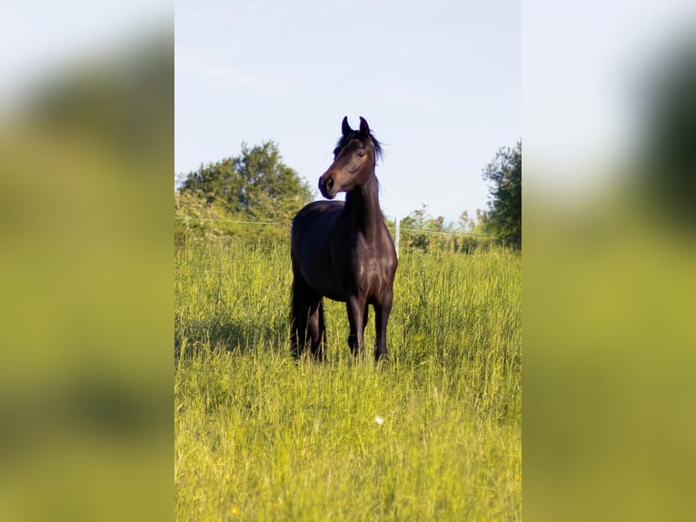 Koń oldenburski Klacz 3 lat 166 cm Gniada in WintricH