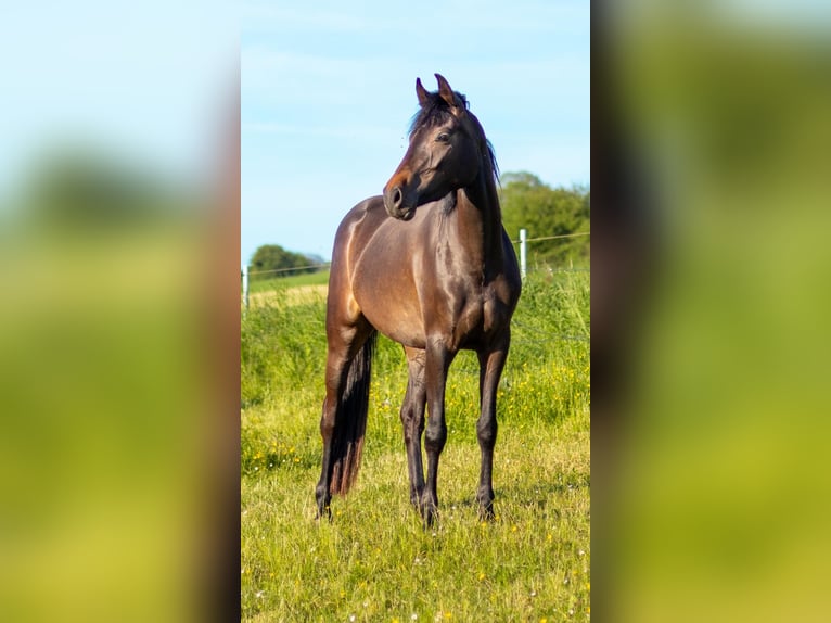 Koń oldenburski Klacz 3 lat 166 cm Gniada in WintricH