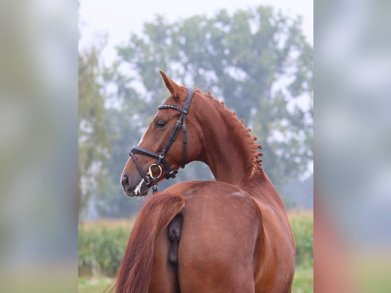 Koń oldenburski Klacz 3 lat 166 cm Kasztanowata in Cappeln (Oldenburg)
