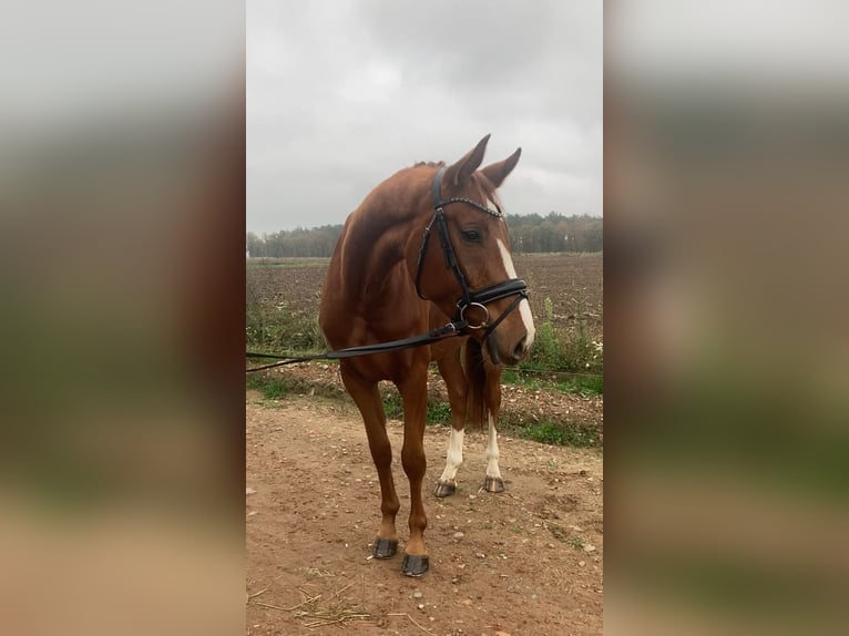 Koń oldenburski Klacz 3 lat 166 cm Kasztanowata in Rochau