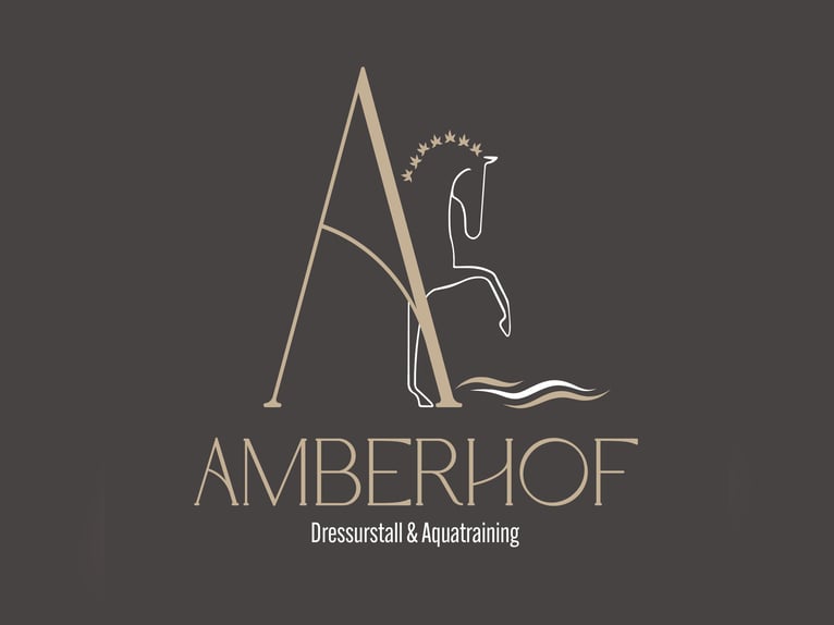 Koń oldenburski Klacz 3 lat 166 cm Kasztanowata in Schwarzenfeld