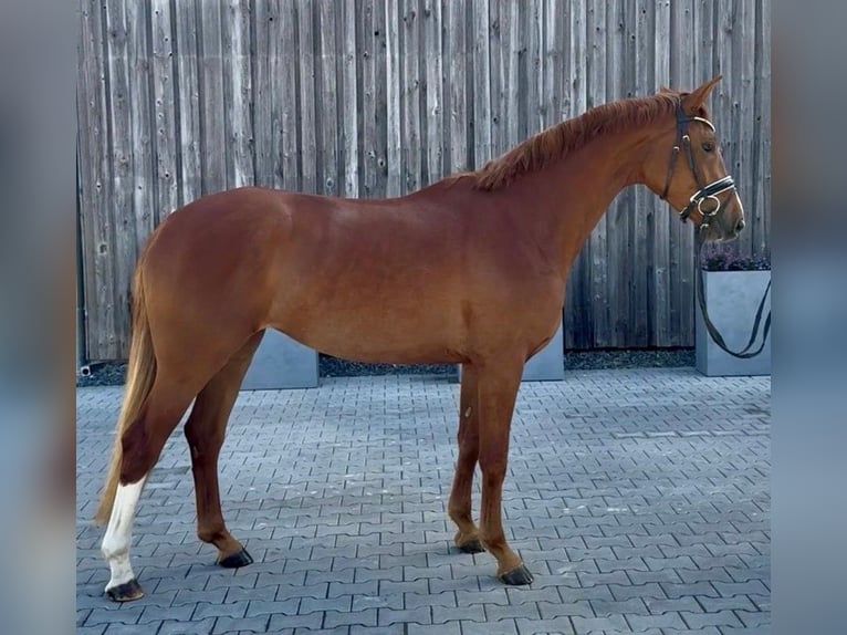 Koń oldenburski Klacz 3 lat 166 cm Kasztanowata in Schwarzenfeld