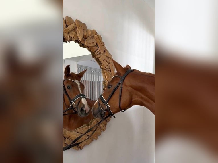 Koń oldenburski Klacz 3 lat 166 cm Kasztanowata in Schwarzenfeld