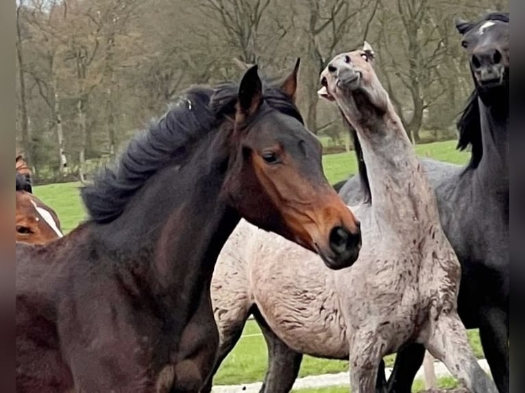 Koń oldenburski Klacz 3 lat 167 cm Ciemnogniada in Bargstedt