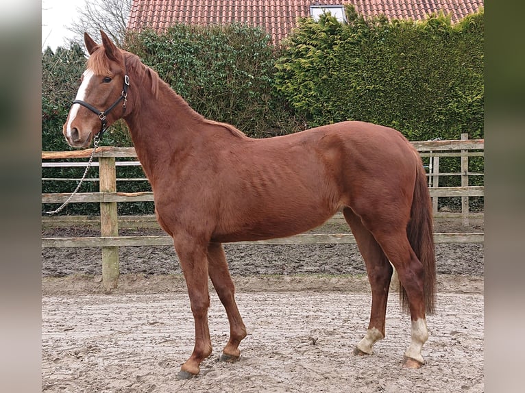 Koń oldenburski Klacz 3 lat 167 cm Ciemnokasztanowata in Damme