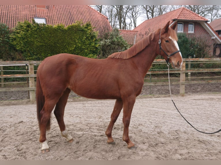 Koń oldenburski Klacz 3 lat 167 cm Ciemnokasztanowata in Damme