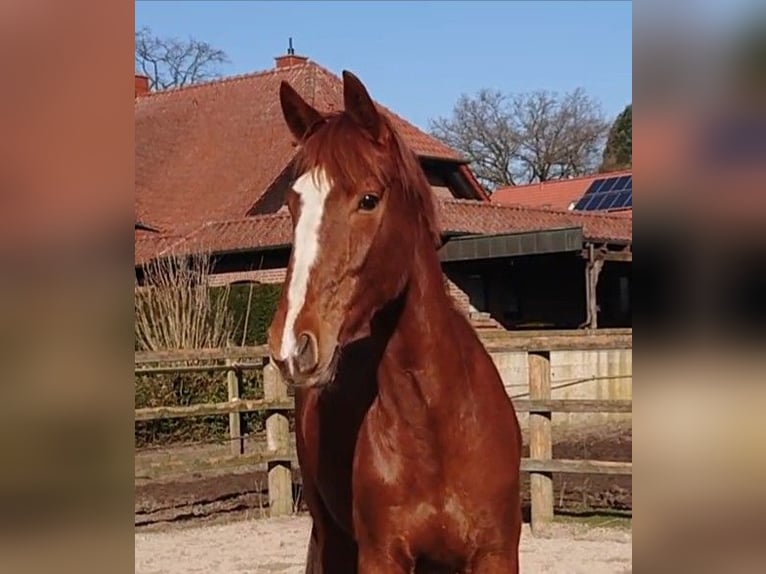 Koń oldenburski Klacz 3 lat 167 cm Ciemnokasztanowata in Damme