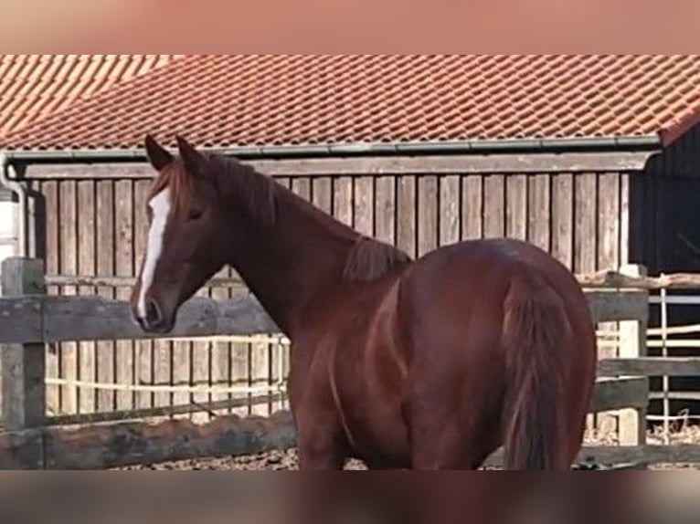 Koń oldenburski Klacz 3 lat 167 cm Ciemnokasztanowata in Damme