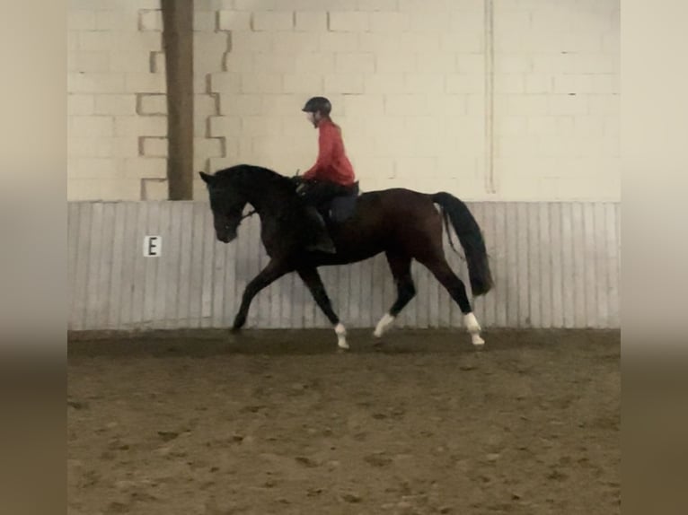 Koń oldenburski Klacz 3 lat 167 cm Gniada in Schenklengsfeld