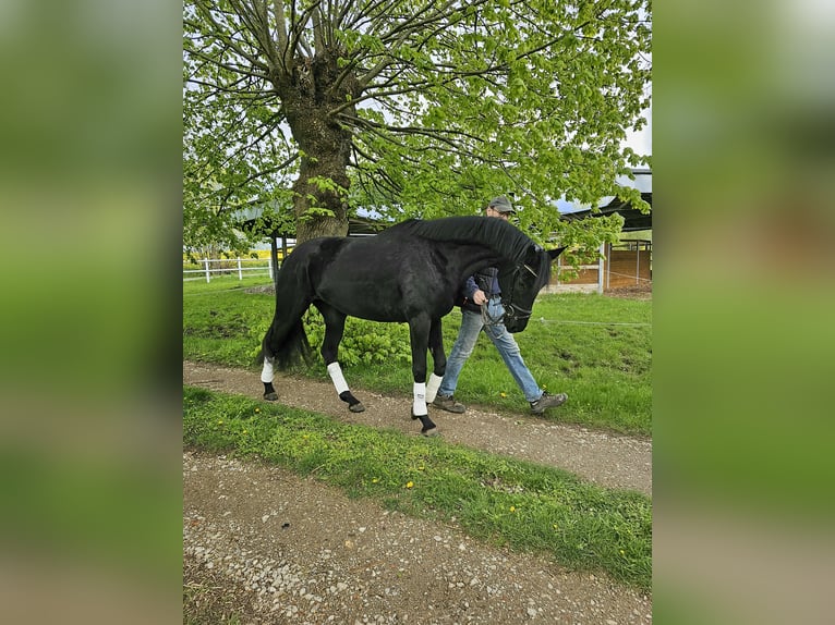 Koń oldenburski Klacz 3 lat 167 cm Kara in Stove