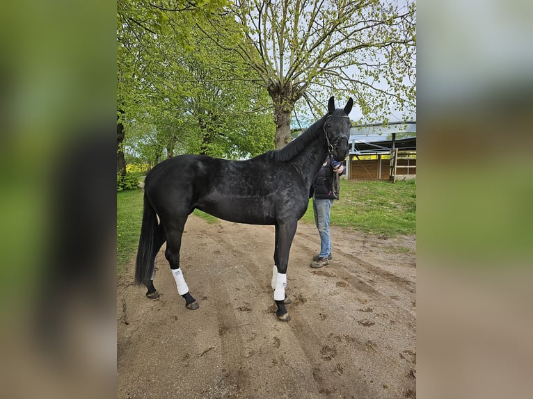 Koń oldenburski Klacz 3 lat 167 cm Kara in Stove