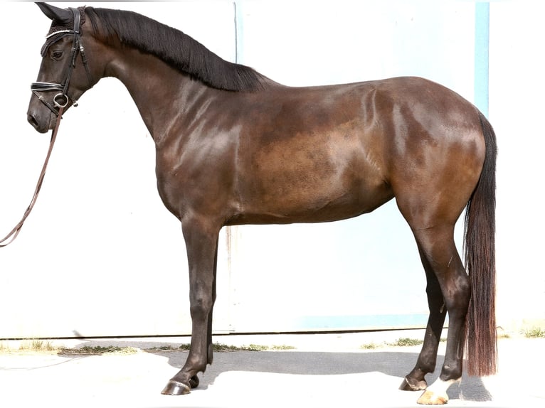 Koń oldenburski Klacz 3 lat 167 cm Kara in Wolfsbach