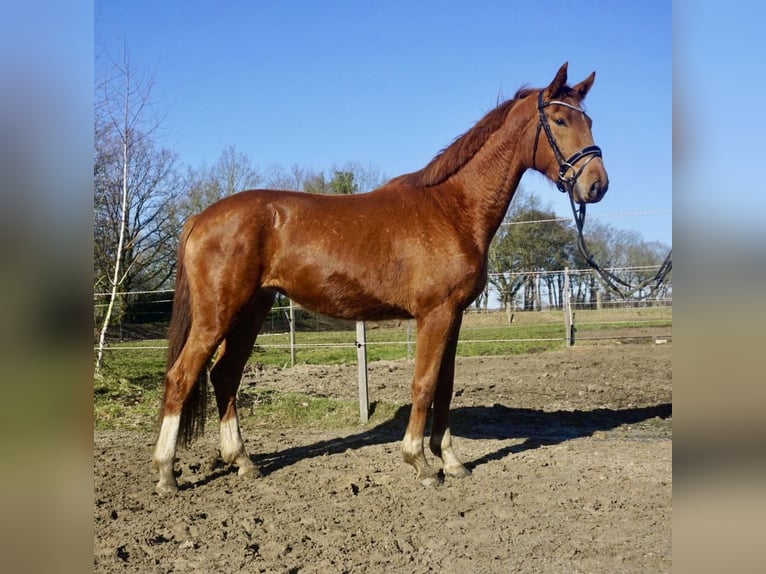 Koń oldenburski Klacz 3 lat 167 cm Kasztanowata in Westerstede