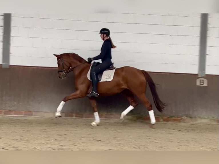 Koń oldenburski Klacz 3 lat 167 cm Kasztanowata in Lohne (Oldenburg)