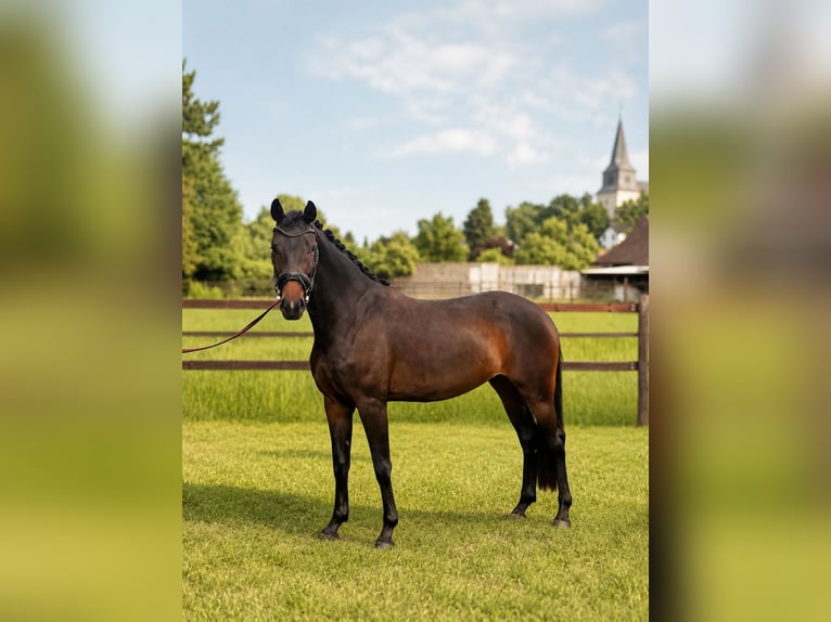 Koń oldenburski Klacz 3 lat 167 cm Skarogniada in Nörvenich