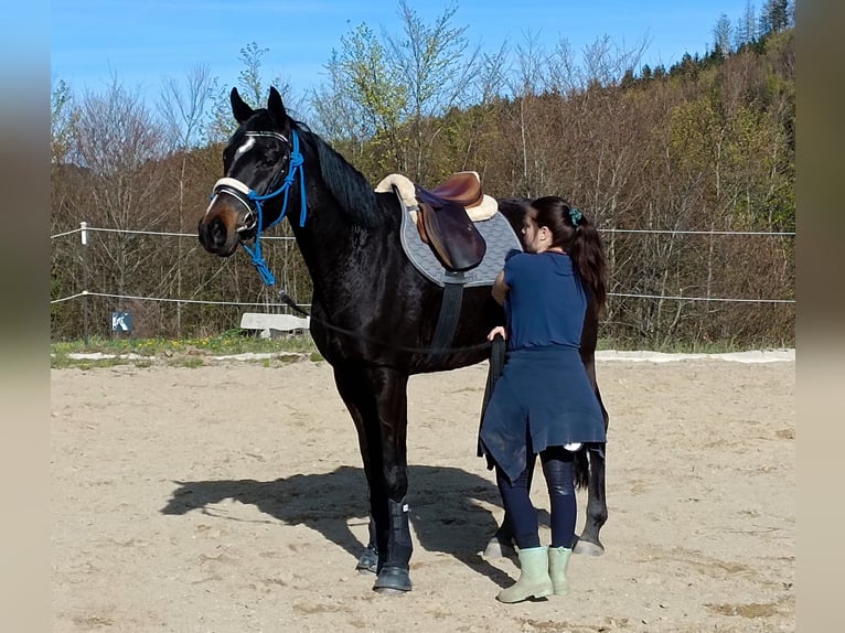 Koń oldenburski Klacz 3 lat 168 cm Ciemnogniada in Amstetten