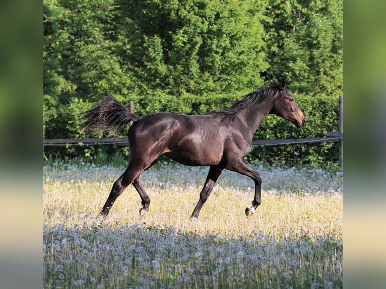 Koń oldenburski Klacz 3 lat 168 cm Ciemnogniada in Amstetten