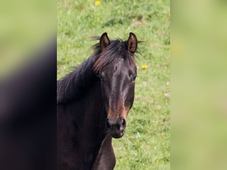 Koń oldenburski Klacz 3 lat 168 cm Ciemnogniada in Reichersbeuern