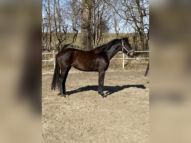 Koń oldenburski Klacz 3 lat 168 cm Ciemnogniada in Reichersbeuern