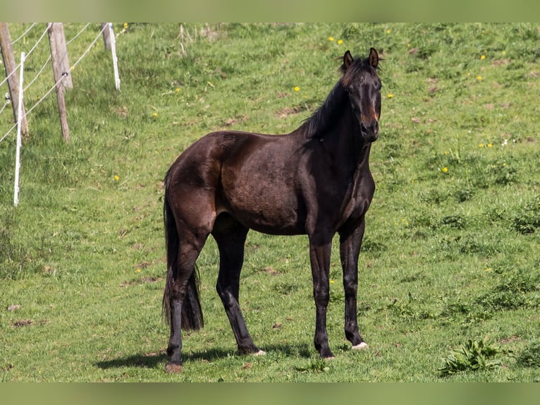 Koń oldenburski Klacz 3 lat 168 cm Ciemnogniada in Reichersbeuern