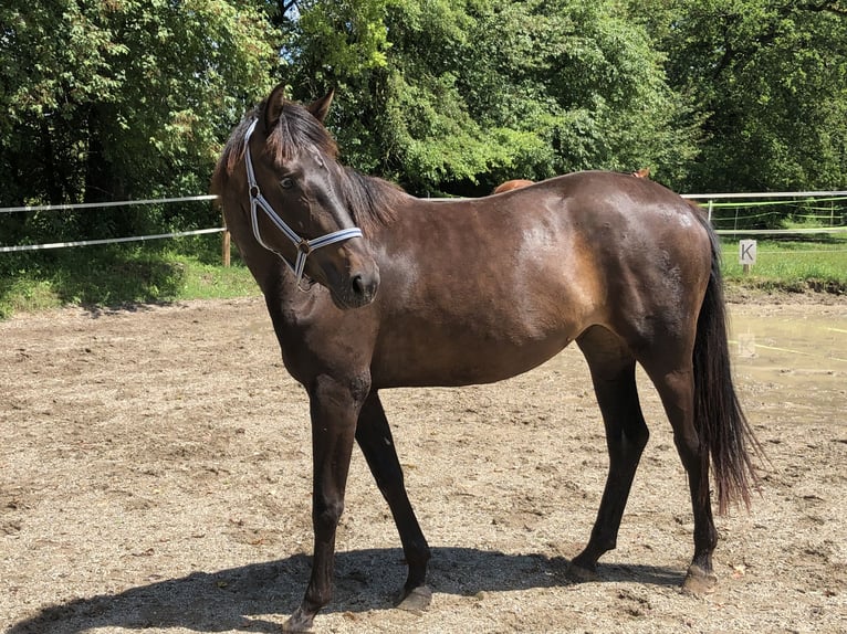 Koń oldenburski Klacz 3 lat 168 cm Ciemnogniada in Reichersbeuern
