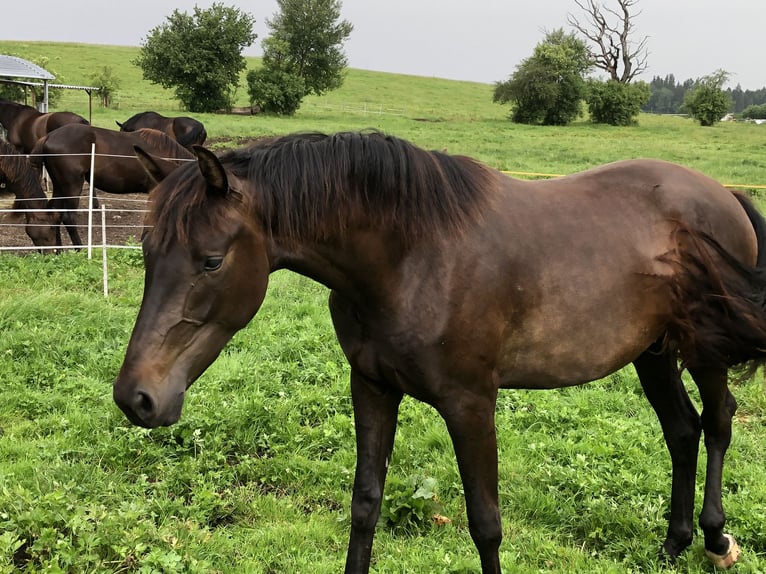 Koń oldenburski Klacz 3 lat 168 cm Ciemnogniada in Reichersbeuern