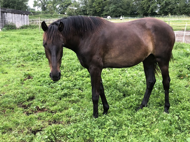 Koń oldenburski Klacz 3 lat 168 cm Ciemnogniada in Reichersbeuern