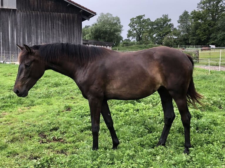 Koń oldenburski Klacz 3 lat 168 cm Ciemnogniada in Reichersbeuern