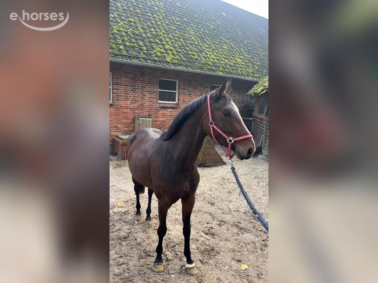 Koń oldenburski Klacz 3 lat 168 cm Ciemnokasztanowata in Vechta