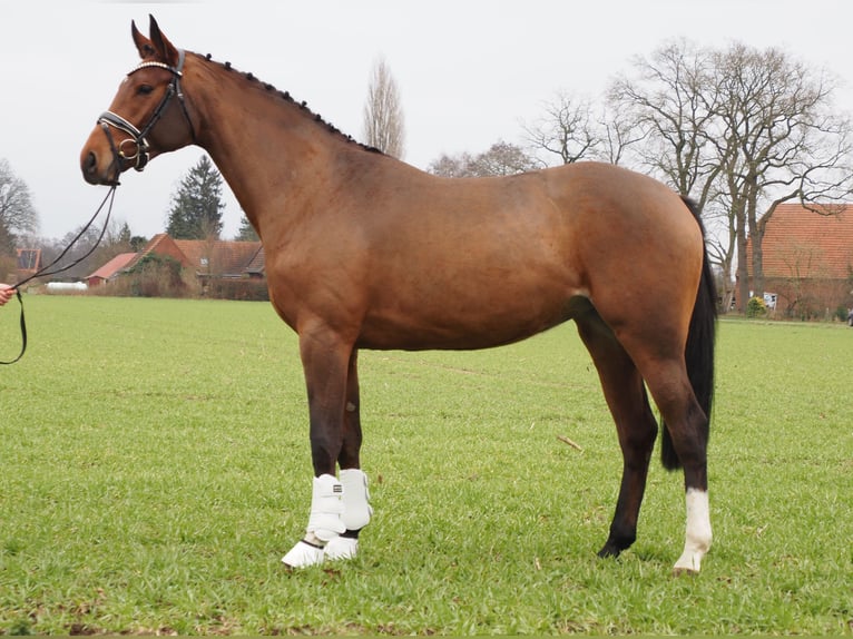 Koń oldenburski Klacz 3 lat 168 cm Gniada in Bramsche