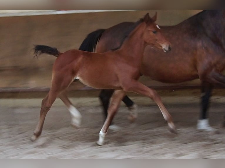 Koń oldenburski Klacz 3 lat 168 cm Gniada in Bramsche