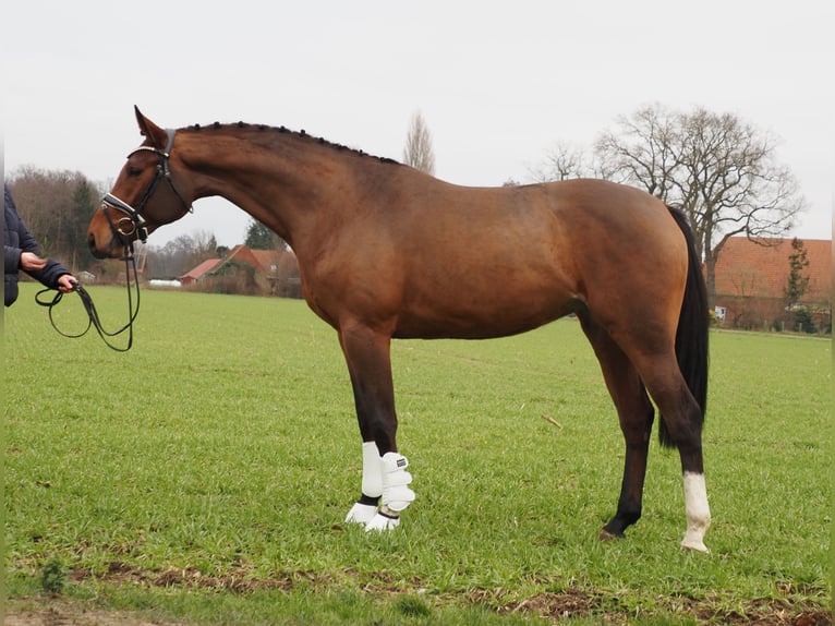 Koń oldenburski Klacz 3 lat 168 cm Gniada in Bramsche