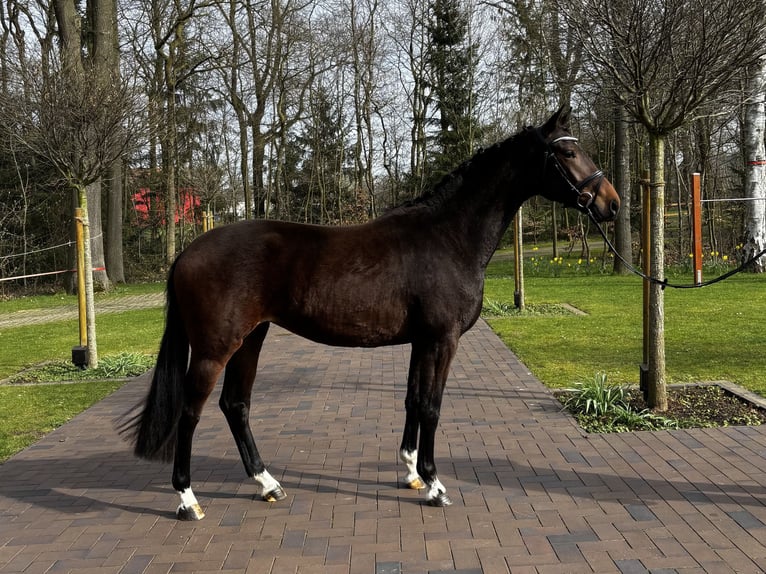 Koń oldenburski Klacz 3 lat 168 cm Gniada in Bohmte