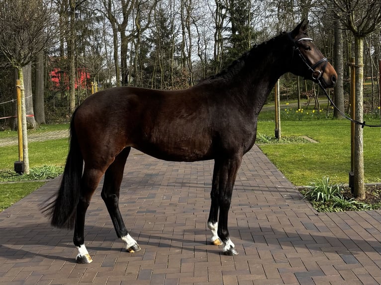 Koń oldenburski Klacz 3 lat 168 cm Gniada in Bohmte