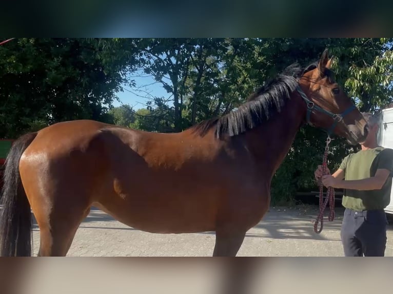 Koń oldenburski Klacz 3 lat 168 cm Gniada in Molbergen