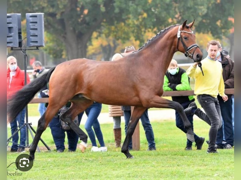 Koń oldenburski Klacz 3 lat 168 cm Gniada in Niezabyszewo