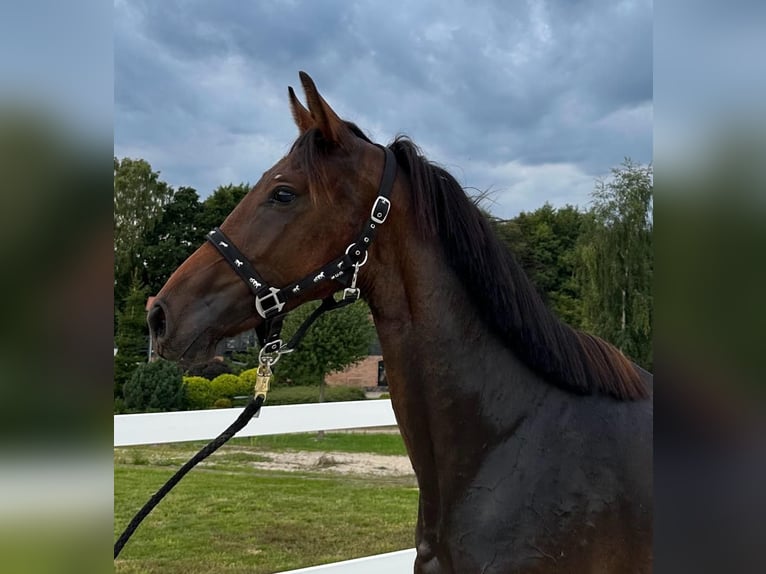 Koń oldenburski Klacz 3 lat 168 cm Gniada in Niezabyszewo