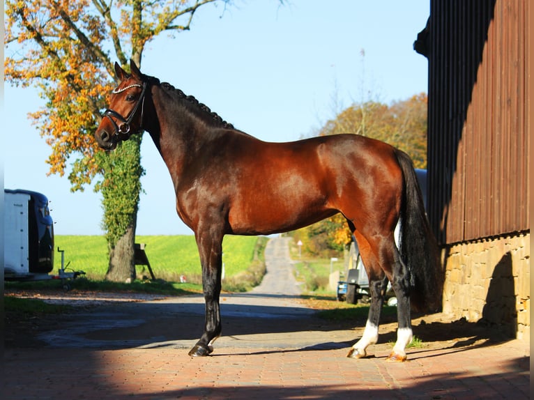 Koń oldenburski Klacz 3 lat 168 cm Gniada in Bramsche