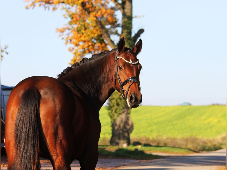 Koń oldenburski Klacz 3 lat 168 cm Gniada in Bramsche