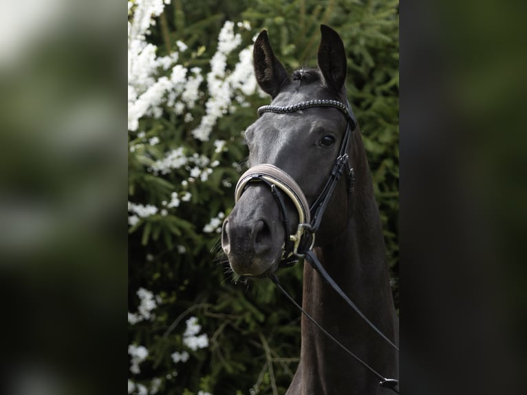 Koń oldenburski Klacz 3 lat 168 cm Kara in Hohenahr