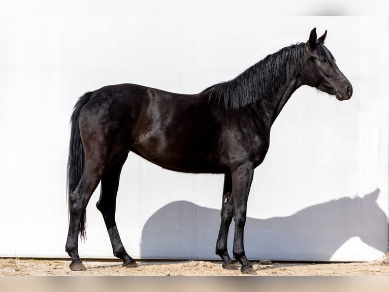 Koń oldenburski Klacz 3 lat 168 cm Kara in Siedliska