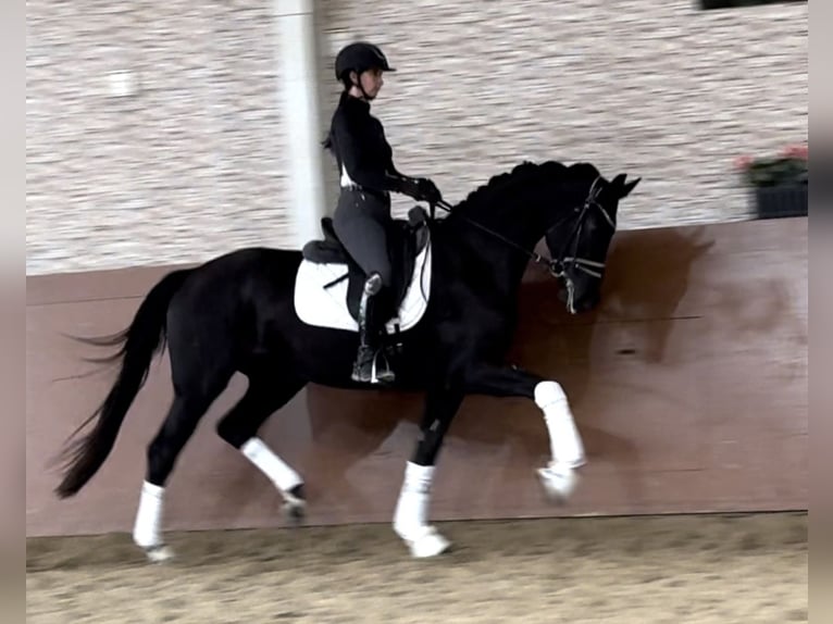 Koń oldenburski Klacz 3 lat 168 cm Kara in Wehringen