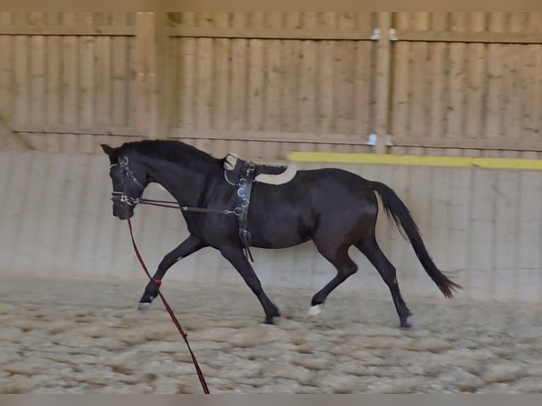 Koń oldenburski Klacz 3 lat 168 cm Kara in Wolfsbach