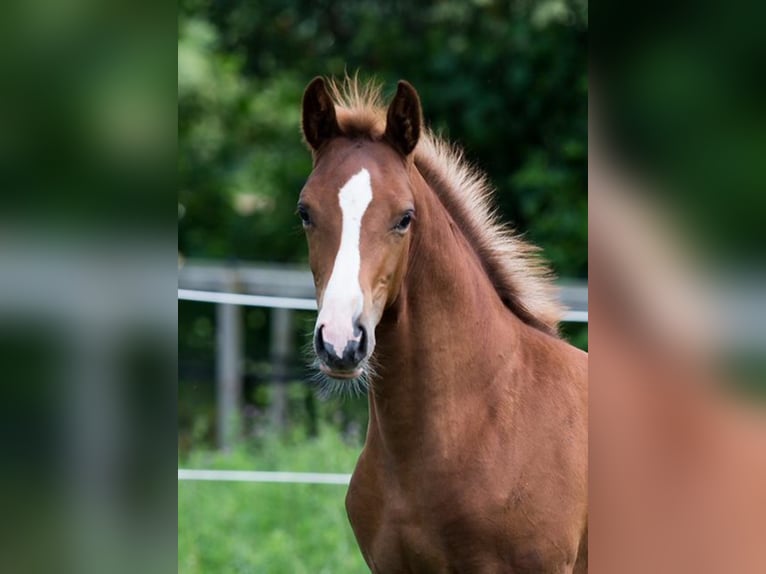 Koń oldenburski Klacz 3 lat 168 cm Kasztanowata in Ahausen