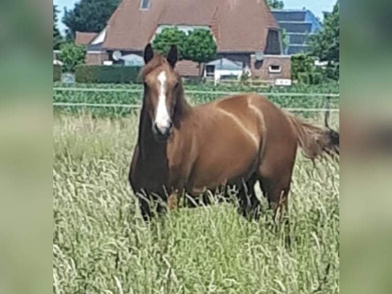 Koń oldenburski Klacz 3 lat 168 cm Kasztanowata in Ahausen