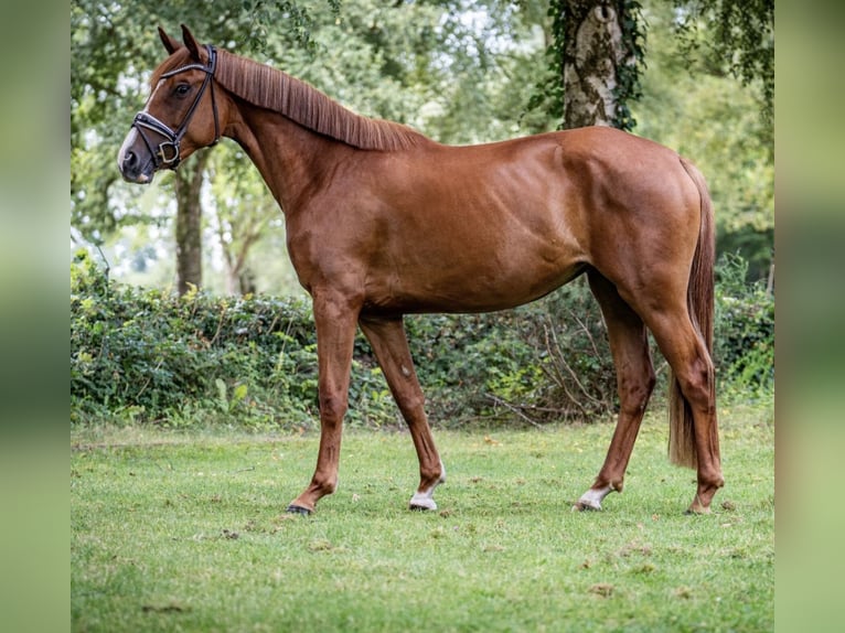 Koń oldenburski Klacz 3 lat 168 cm Kasztanowata in Ahausen