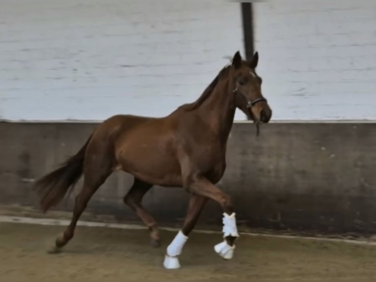 Koń oldenburski Klacz 3 lat 168 cm in Westerstede