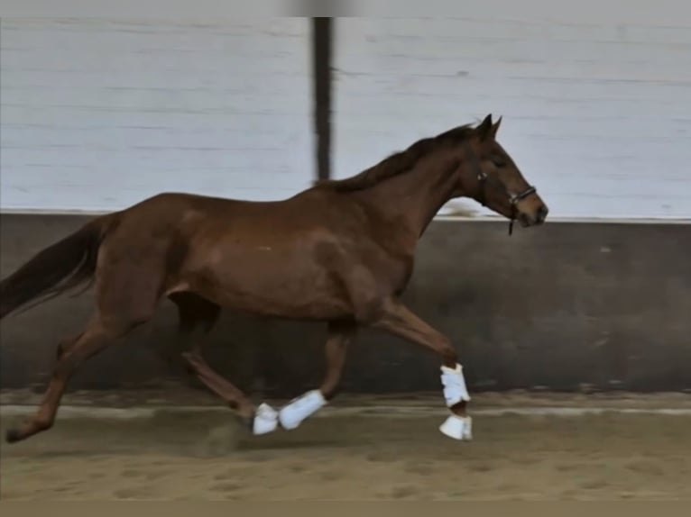 Koń oldenburski Klacz 3 lat 168 cm in Westerstede