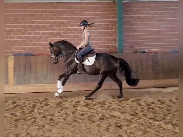 Koń oldenburski Klacz 3 lat 168 cm Skarogniada in Alfhausen