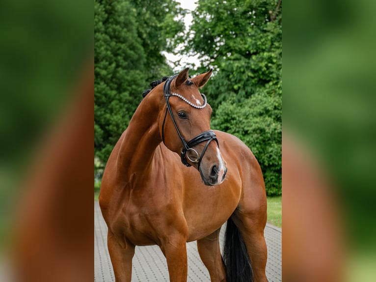 Koń oldenburski Klacz 3 lat 169 cm Gniada in Lippetal